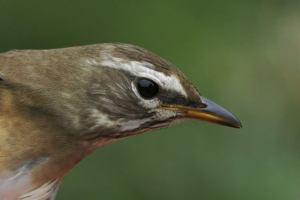 Eye-browed Thrush - Paul French.