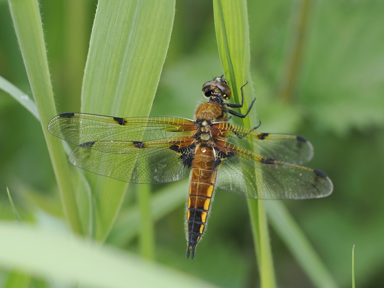 Four-spotted Chaser - Paul French.