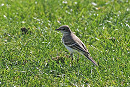Prob Grey-headed Wagtail - Paul French.