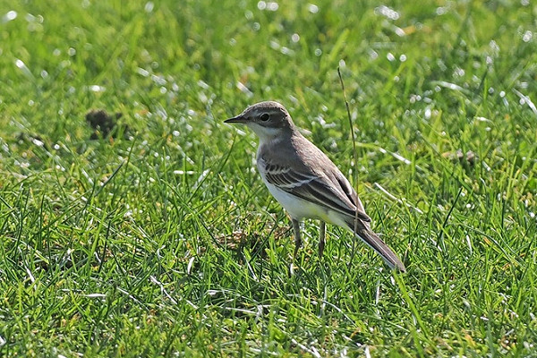 Prob Grey-headed Wagtail - Paul French.