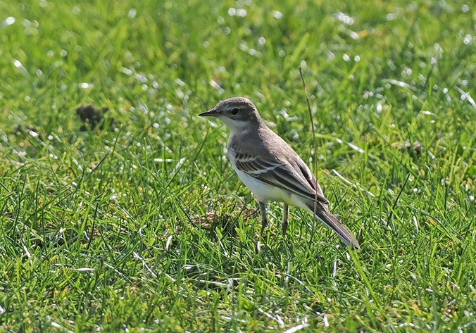 Prob Grey-headed Wagtail - Paul French.
