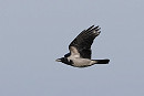 Hooded Crow - Paul French.