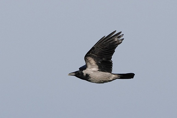 Hooded Crow - Paul French.