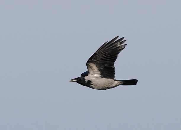 Hooded Crow - Paul French.
