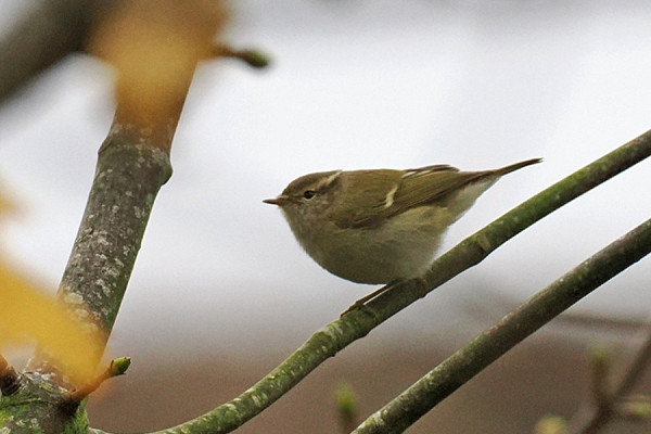 Humes Warbler - Paul French.