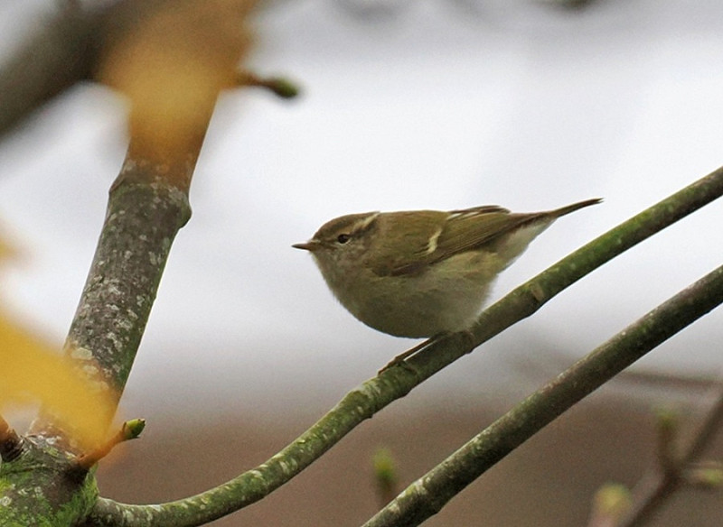 Humes Warbler - Paul French.