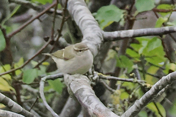 Hume's Warbler - Paul French.