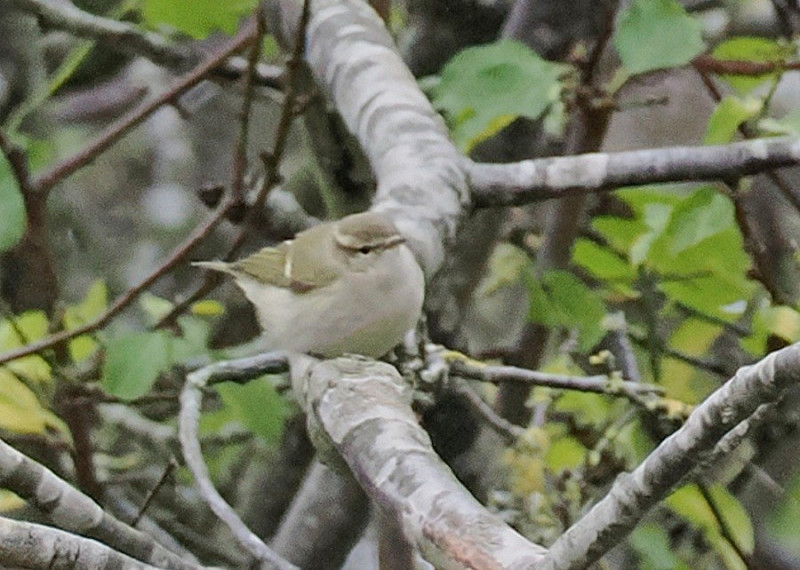 Hume's Warbler - Paul French.