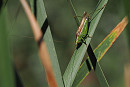 Long-winged Conehead - Paul French.