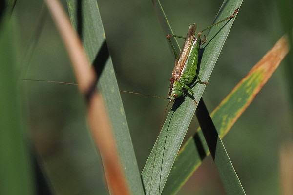 Long-winged Conehead - Paul French.
