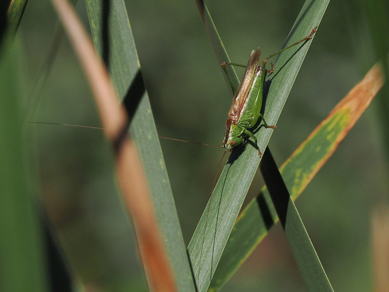Long-winged Conehead - Paul French.