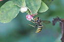 Median Wasp - Paul French. Seemingly the first record for Spurn.
