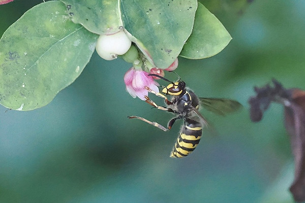 Median Wasp - Paul French. Seemingly the first record for Spurn.