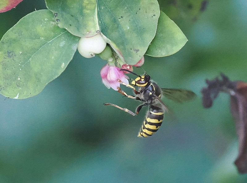 Median Wasp - Paul French. Seemingly the first record for Spurn.