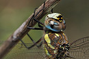 Migrant Hawker - Paul French.