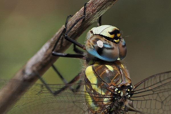 Migrant Hawker - Paul French.