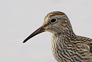 Pectoral Sandpiper - Paul French.