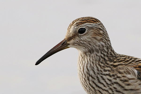 Pectoral Sandpiper - Paul French.