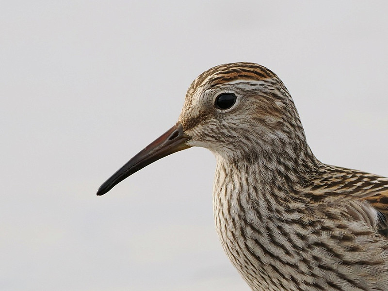 Pectoral Sandpiper - Paul French.