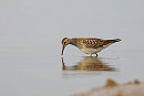 Pectoral Sandpiper - Paul French