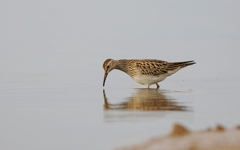 Pectoral Sandpiper - Paul French