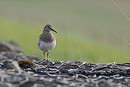 Pectoral Sandpiper - Paul French.