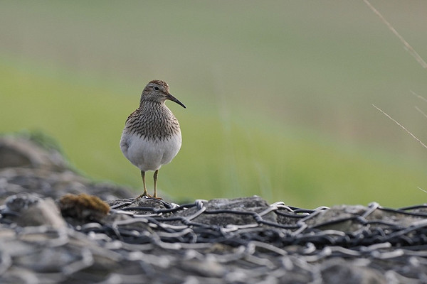 Latest sightings