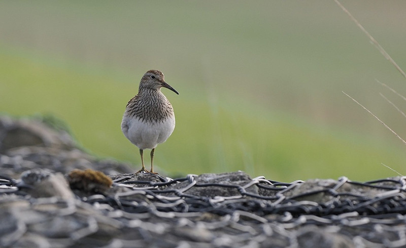 Pectoral Sandpiper - Paul French.