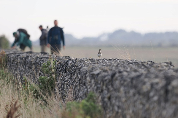 Pectoral Sandpiper - Paul French.