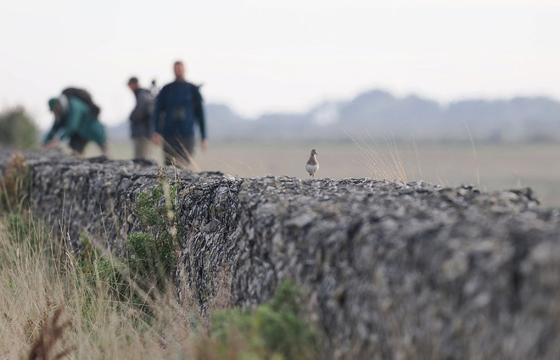 Pectoral Sandpiper - Paul French.