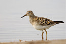 Pectoral Sandpiper - Paul French