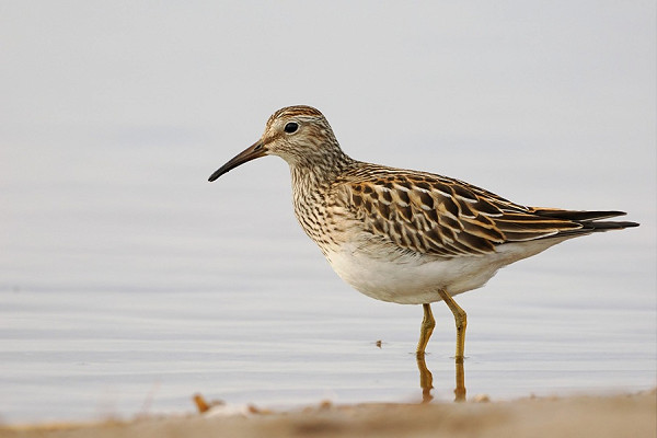 Pectoral Sandpiper - Paul French