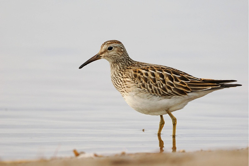 Pectoral Sandpiper - Paul French