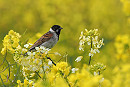 Reed Bunting - Paul French.