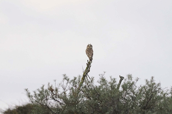 Bird sightings Saturday, 24 October 2026