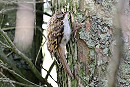 Treecreeper - Paul French.