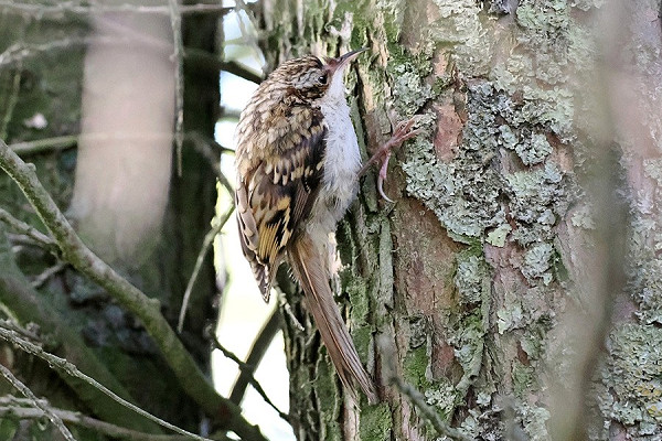 Treecreeper - Paul French.