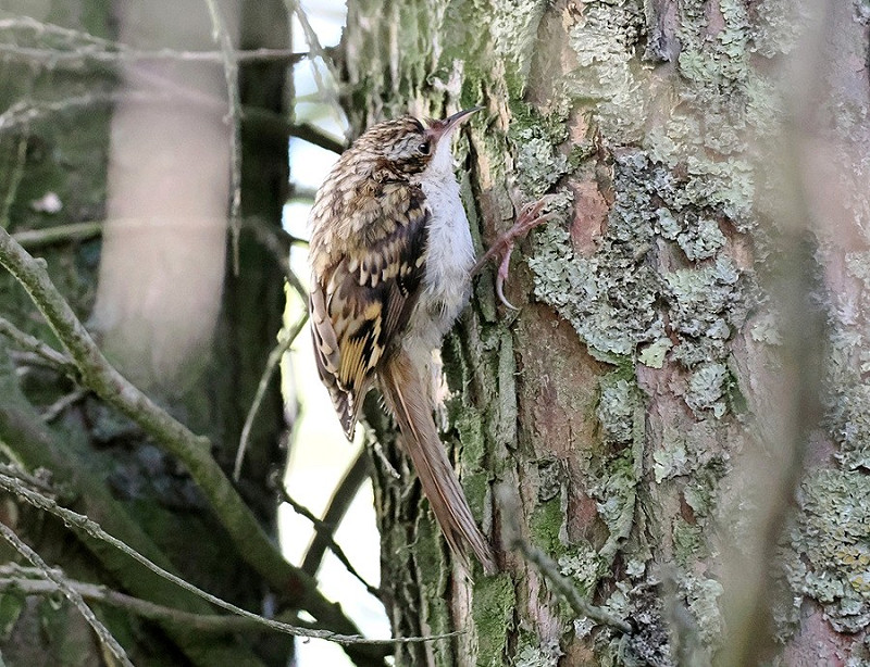 Treecreeper - Paul French.
