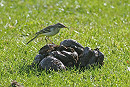 Prob Grey-headed Wagtail - Paul French.