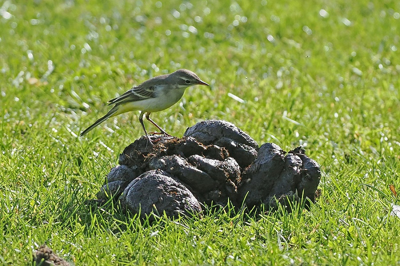 Prob Grey-headed Wagtail - Paul French.