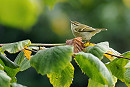 Yellow-browed Warbler - Paul French.