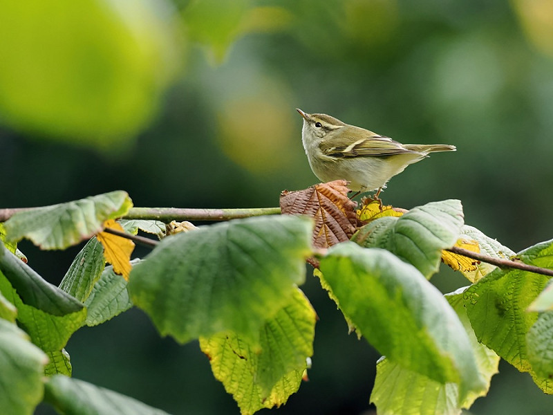 Yellow-browed Warbler - Paul French.