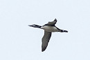 Great Northern Diver - Pete Saunders.