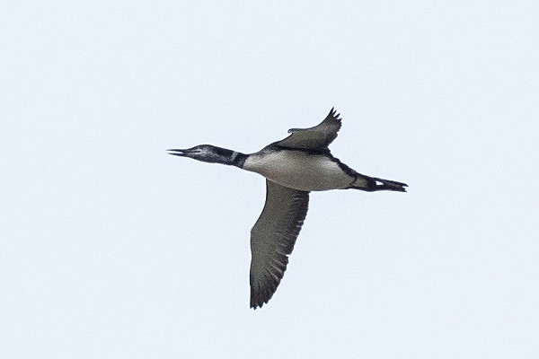 Great Northern Diver - Pete Saunders.