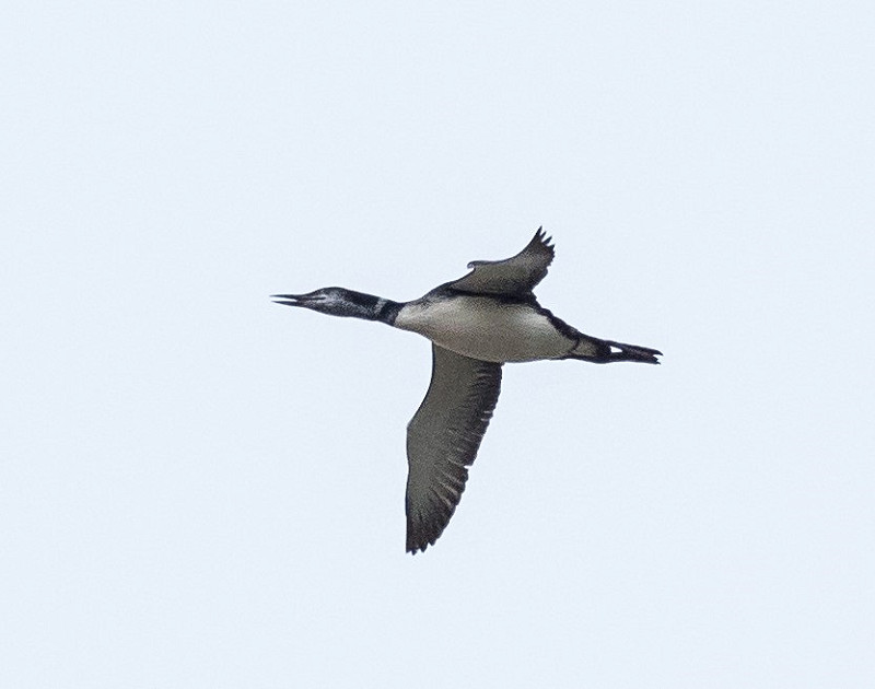 Great Northern Diver - Pete Saunders.