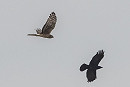 Hen Harrier with Carrion Crow - Pete Saunders.