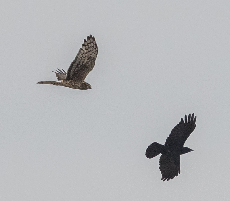 Hen Harrier with Carrion Crow - Pete Saunders.