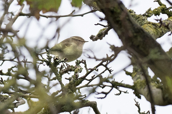 Humes Warbler - Pete Saunders.