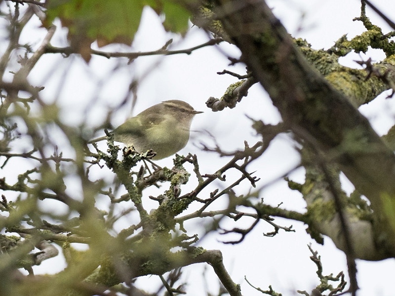 Humes Warbler - Pete Saunders.