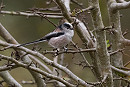 Long-tailed Tit - Pete Saunders.